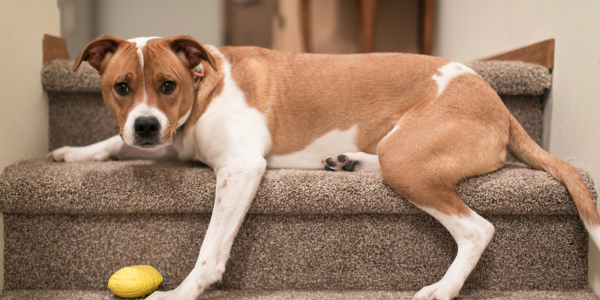 The Best Carpet For Your Stairs